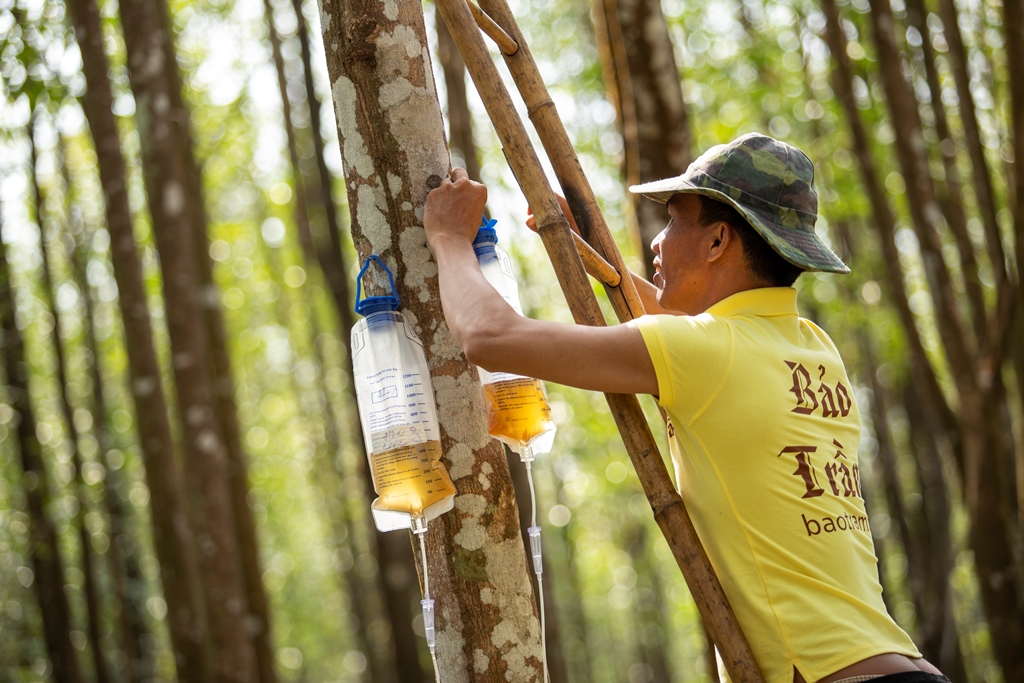 Công nhân làm việc tại rừng trầm hương của Bảo Trầm tại Bình Phước - Ảnh: B.Trầm